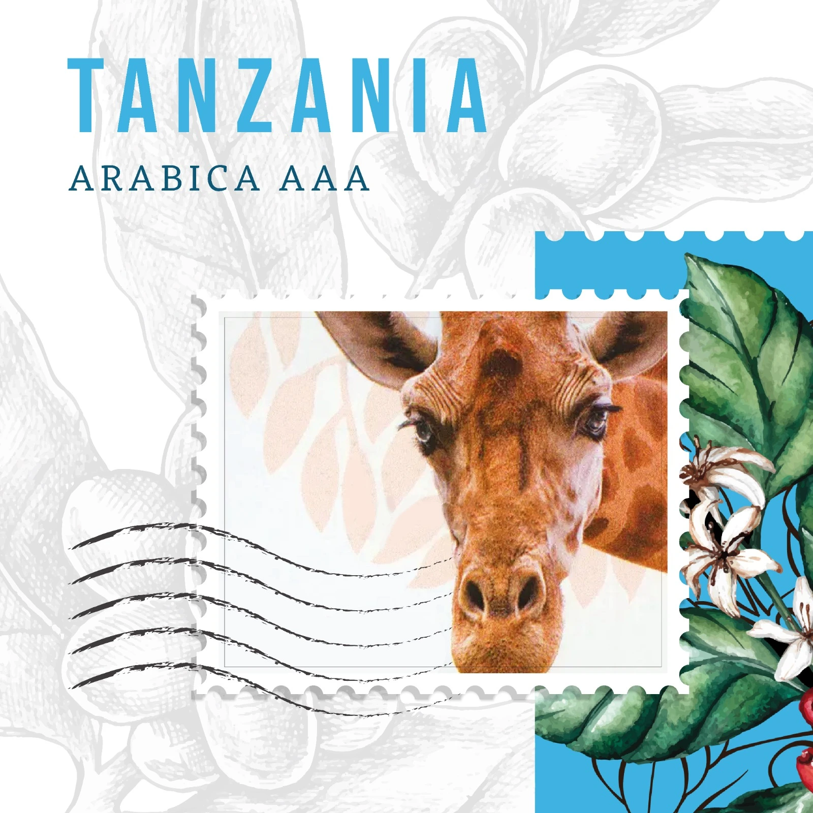 Tanzania Coffee Beans – Smooth & Balanced Coffee | First Crack Lebanon